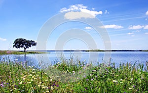 Oak tree in Alqueva Lake photo