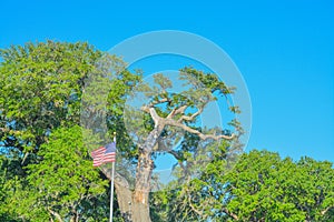Oak tree with the American Flag. Biloxi, Harrison County, Mississippi USA