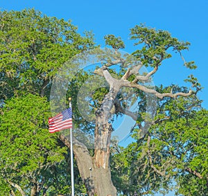 Oak tree with the American Flag. Biloxi, Harrison County, Mississippi USA