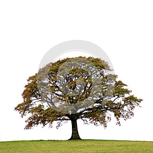 Oak Tree In Autumn photo