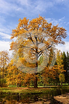 Oak tree in autumn foliage in Catherine park, Pushkin Tsarskoe Selo, Saint Petersburg, Russia