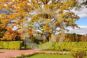 Oak tree in autumn foliage in Pavlovsky park, Pavlovsk, Saint Petersburg, Russia