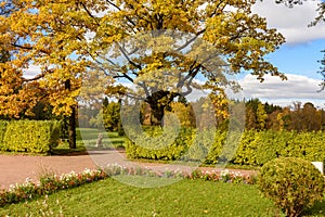 Oak tree in autumn foliage in Pavlovsky park, Pavlovsk, Saint Petersburg, Russia