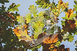 Oak tree autumn leaves