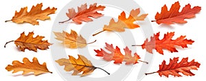 Oak tree autumn leaves, isolated collection on white. Generative AI illustration