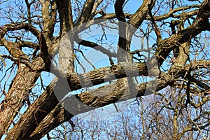 Oak Tree Background
