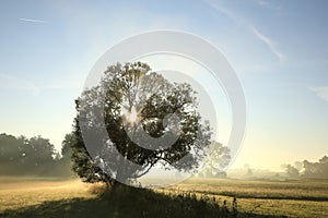 oak tree backlit by the morning sun in foggy weather silhouette of a tree on the field at sunrise time in misty autumn weather