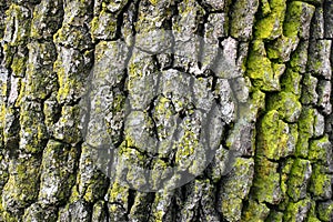 Oak tree bark