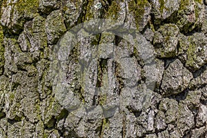 Oak tree bark background with many deep cracks