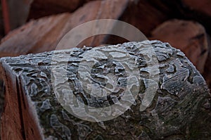 Oak tree bark frozen with lines.