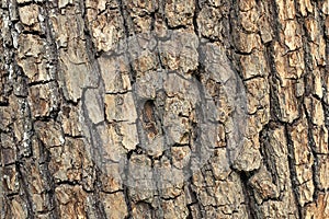 oak tree bark texture