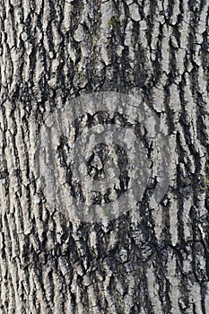 Oak tree bark texture background. Close up view