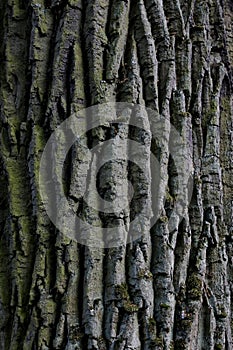 Oak tree bark. Texture or background.Closeup.