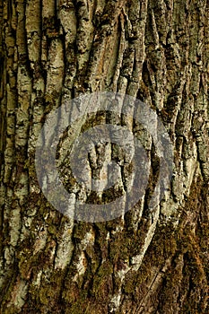 Oak tree bark. Texture or background. Closeup.