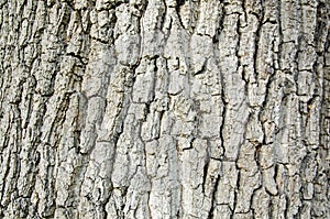 Oak Tree Bark Texture, Close Up