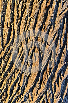 Oak tree bark abstract background warm texture colours and shadows photo