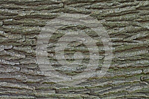 Oak tree bark texture