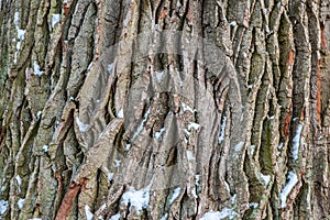 Oak tree bark