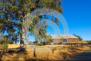 Oak Tree & Barn in California's Gold Country