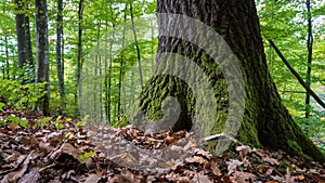 Oak tree base with rough bark covered with moss