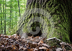 Oak tree base with rough bark covered with moss