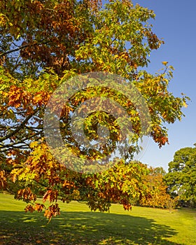 Oak tree with beautiful autumn foliage in a park
