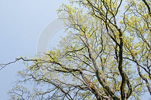 Oak tree from below in the spring time.