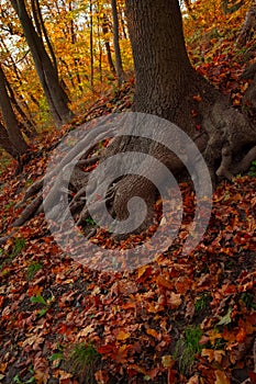 Oak tree with big roots autumn season wood land vertical photography landscape view with falling leaves and season