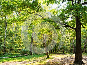 Oak tree in birch grove at clearing in city park