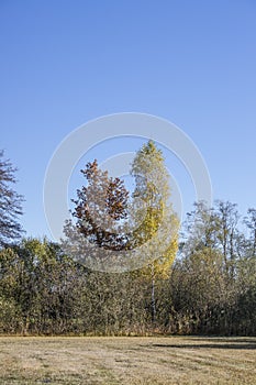 Oak tree and birch tree in autumn colors