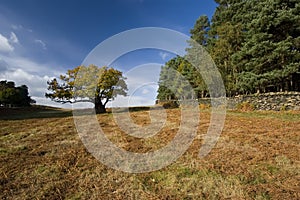 Oak Tree and Bracken