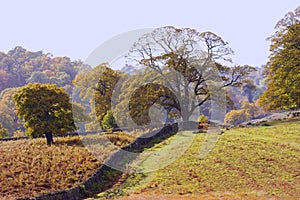 Oak Tree and Bracken photo