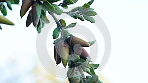 An oak tree branch adorned with acorns