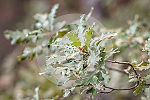 Oak tree branch with green leaves in the forest