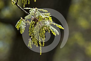 Oak tree branch with spring cluster drooping blooms flowers