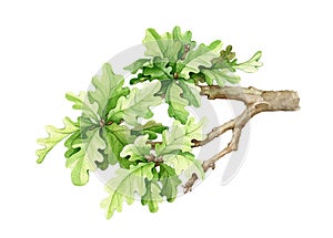 Oak tree branch. Watercolor illustration. Hand drawn tree element. Oak branch with lush green leaves. White background