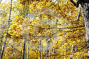 Oak tree branch with yellow leaves and birch trees