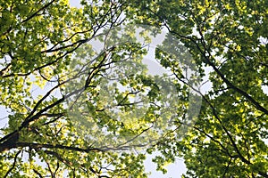 Oak tree branches