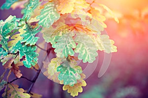 Oak tree branches with colorful leaves