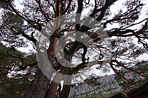 An oak tree with branches forming strange shapes under a gray sky.