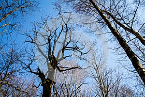 Oak tree branches with no leaves against blue sky