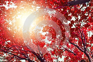 Oak tree branches with red leaves on blue sky and bright sunlight background, autumn sunny day nature artistic image, fall season