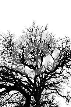 Oak tree branches silhouette