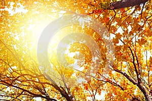 Oak tree branches with yellow leaves on blue sky and bright sunlight background, golden autumn sunny day nature, fall season trees