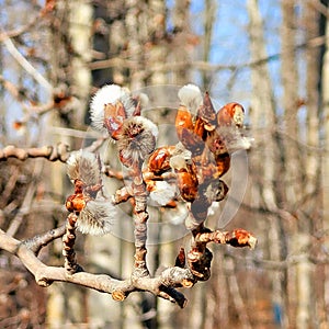 Oak tree buds Coming back to life in spring