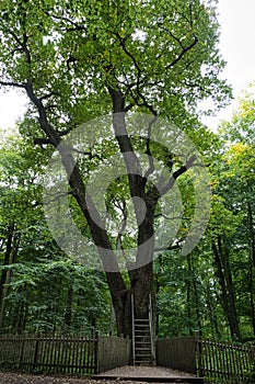 oak tree, called brautigamseiche, translation: groom oak, in dodau forest near the German city Eutin