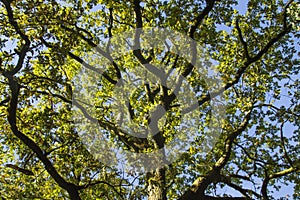 Oak tree canopy