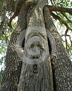 Oak Tree Carving - Suwannee River