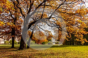 Oak tree in Catherine park in autumn, Pushkin (Tsarskoe Selo), Saint Petersburg, Russia