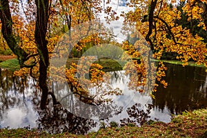 Oak tree in Catherine park in autumn, Pushkin (Tsarskoe Selo), St. Petersburg, Russia